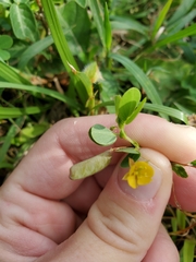 Chamaecrista rotundifolia