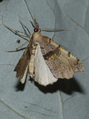 Chalastra pellurgata