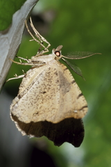 Chalastra pellurgata