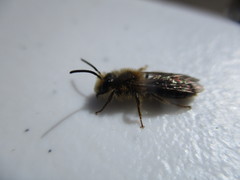 Melandrena