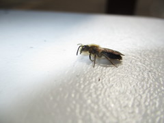 Melandrena