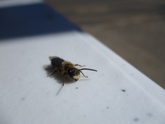 Melandrena
