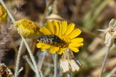 Acmaeodera maculifera