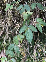 Toxicodendron orientale