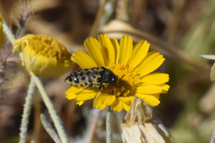 Acmaeodera maculifera