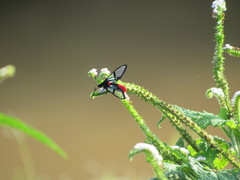 Aethria haemorrhoidalis