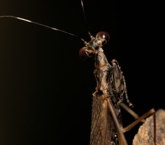 Hapalopeza