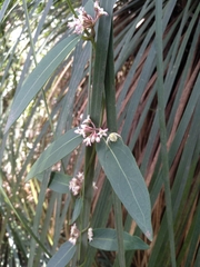 Leichhardtia suaveolens