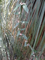 Leichhardtia suaveolens