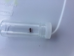 Psenocerus supernotatus