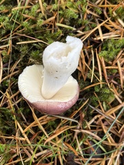 Russula murrillii