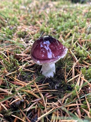 Russula murrillii