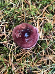 Russula murrillii