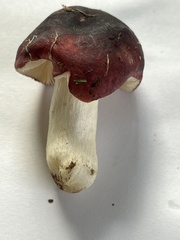 Russula murrillii