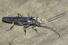 Austroperla cyrene