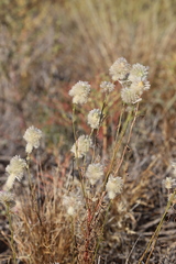 Ptilotus xerophilus