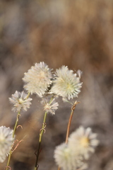 Ptilotus xerophilus