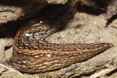 Australopacifica jacksoniana