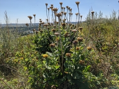 Centaurea macrocephala