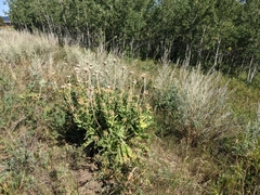 Centaurea macrocephala