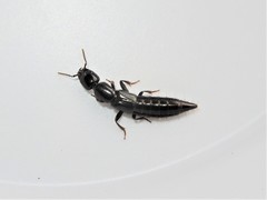 Thyreocephalus orthodoxus