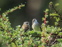 Mecocerculus leucophrys