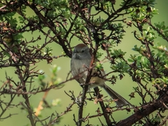 Synallaxis subpudica