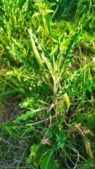 Oenothera centaurifolia