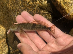 Cottus aleuticus