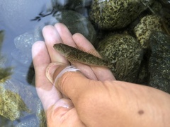 Cottus aleuticus