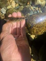 Cottus aleuticus
