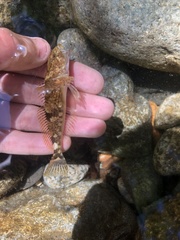 Cottus aleuticus