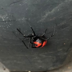 Latrodectus curacaviensis