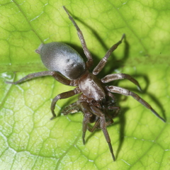 Hypodrassodes maoricus