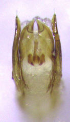 Zeadolopus spinipes