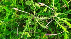 Oenothera centaurifolia