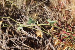 Cucumis variabilis