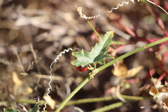 Cucumis variabilis