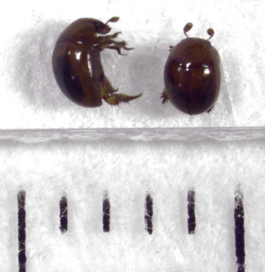 Zeadolopus spinipes