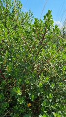 Baccharis conferta