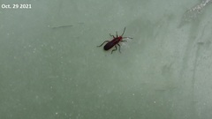 Arocatus pseudosericans