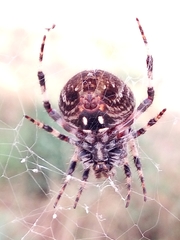 Neoscona orizabensis