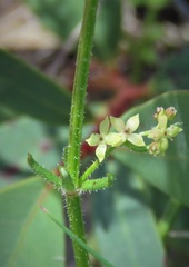 Galium gaudichaudii