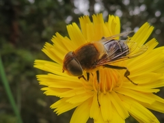 Palpada ruficeps
