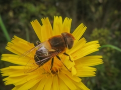 Palpada ruficeps