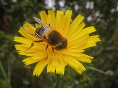Palpada ruficeps