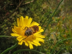 Palpada ruficeps