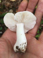 Tricholoma columbetta