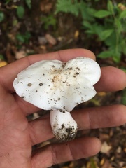Tricholoma columbetta