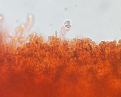 Tricholoma intermedium